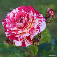 Rot und Weiß Rose Blumensamen zur Aussaat duftend Blüten Traditionssorte & ohne Gentechnik Samen Hausgarten