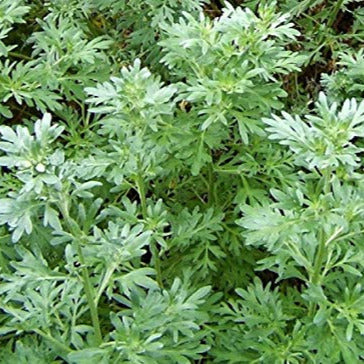 Yellow Blooms of Absinthe Wormwood Pflanze in Summer