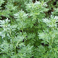 Yellow Blooms of Absinthe Wormwood Pflanze in Summer
