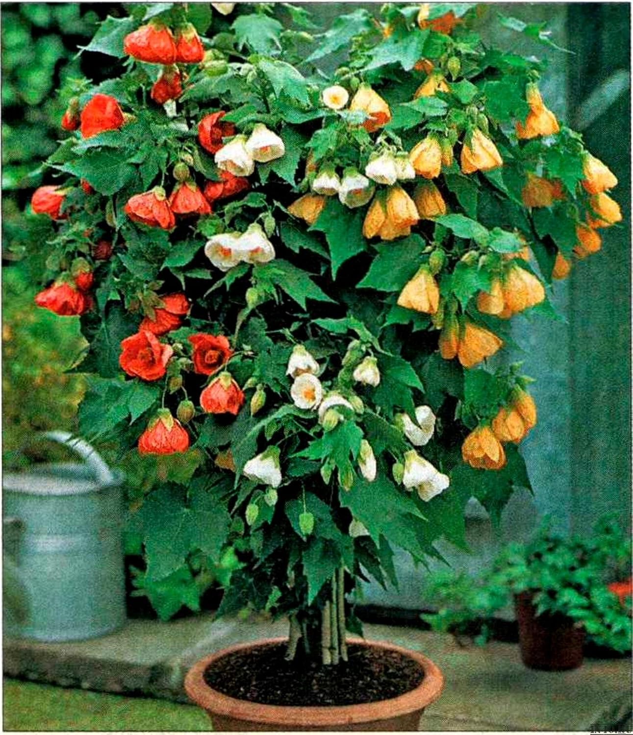 Abutilon bellevue blumen in garten bed