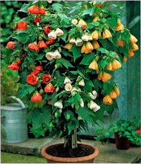 Abutilon bellevue blumen in garten bed