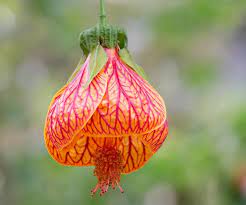 Close-up of abutilon striatum rot-veined blume
