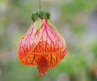 Close-up of abutilon striatum rot-veined blume