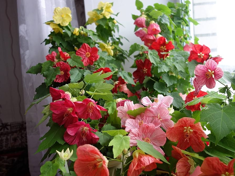 Flowering maple pflanze in full bloom
