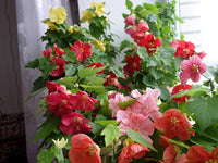 Flowering maple pflanze in full bloom