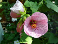 Abutilon striatum display in garten bed