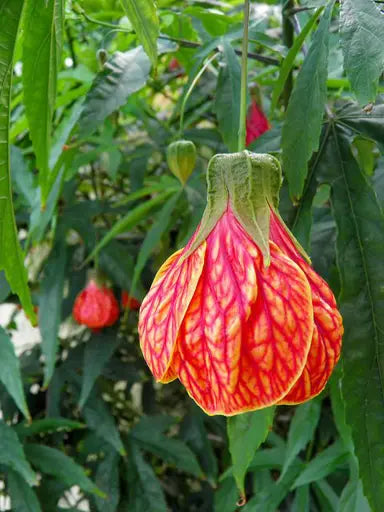 Abutilon striatum pflanzen wachsend in garten