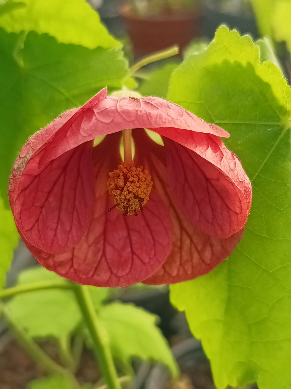 Abutilon Bella Blumensamen zur Aussaat – robust Sorte – Traditionssorte & ohne Gentechnik Samen Hausgarten