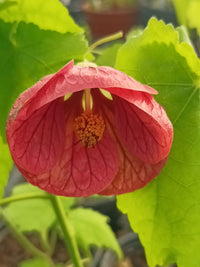 Abutilon Bella Blumensamen zur Aussaat – robust Sorte – Traditionssorte & ohne Gentechnik Samen Hausgarten