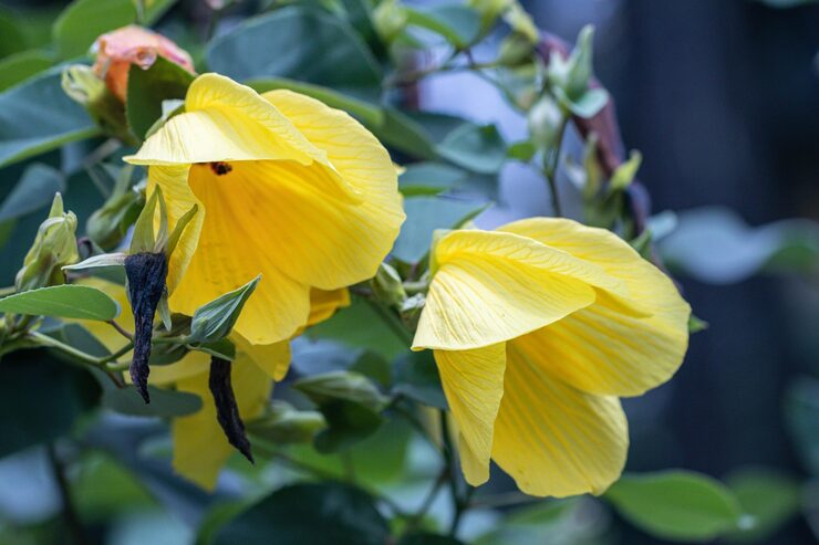 Abutilon striatum pflanze wachsend in topf