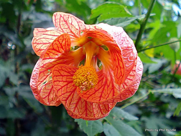 Gelb Rot Abutilon Striatum Blumensamen Garten Aussaat