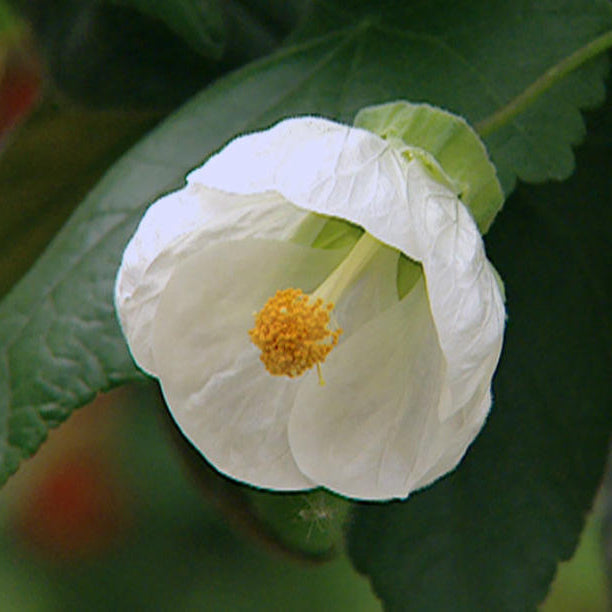 Abutilon anpflanzung and care guide