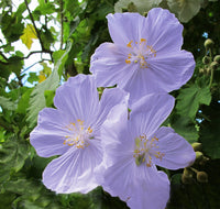 Lila abutilon samen for containers and borders
