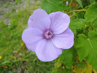 Abutilon striatum lila blume samen for garten anpflanzung
