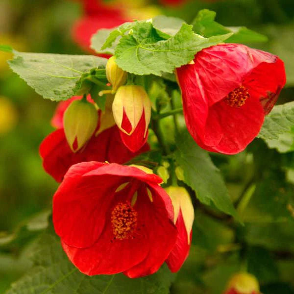 Abutilon Blumensamen zur Aussaat hochwertige Qualitäts- Traditionssorte & ohne Gentechnik Samen Hausgarten