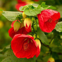 Abutilon Blumensamen zur Aussaat hochwertige Qualitäts- Traditionssorte & ohne Gentechnik Samen Hausgarten