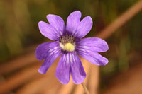 Blau Butterwort Blumensamen zur Aussaat Anzucht Traditionssorte & ohne Gentechnik Samen Hausgarten