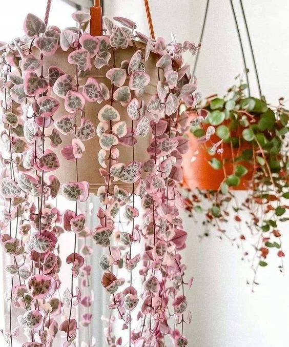 Ceropegia string of hearts pretty rosa samen blume samen for anpflanzung - low maintenance, heirloom & gmo free samen for home garten
 
 sale samen for home garten