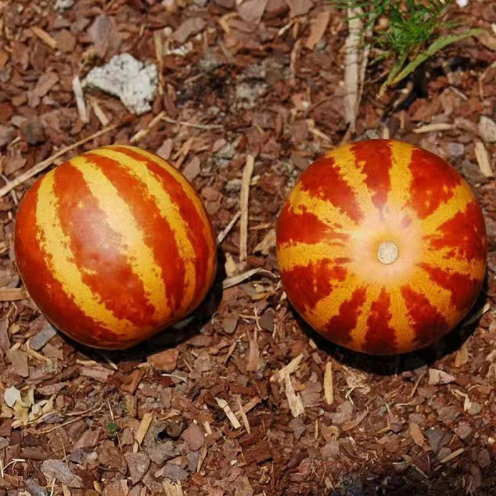 Tigermelone Fruchtsamen  für einfaches Anpflanzen
