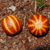 Tigermelone Fruchtsamen  für einfaches Anpflanzen