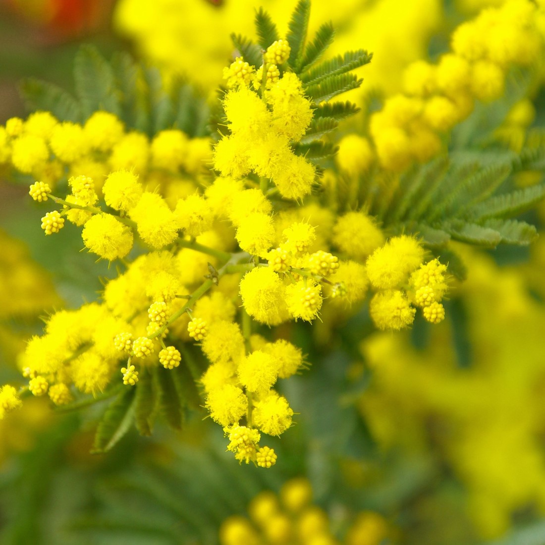 Gelb Mimosa Blumensamen zur Aussaat Bestäuber freundlich Traditionssorte & ohne Gentechnik Samen Hausgarten