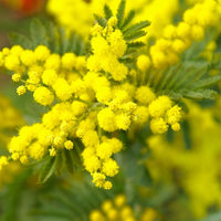 Gelb Mimosa Blumensamen zur Aussaat Bestäuber freundlich Traditionssorte & ohne Gentechnik Samen Hausgarten