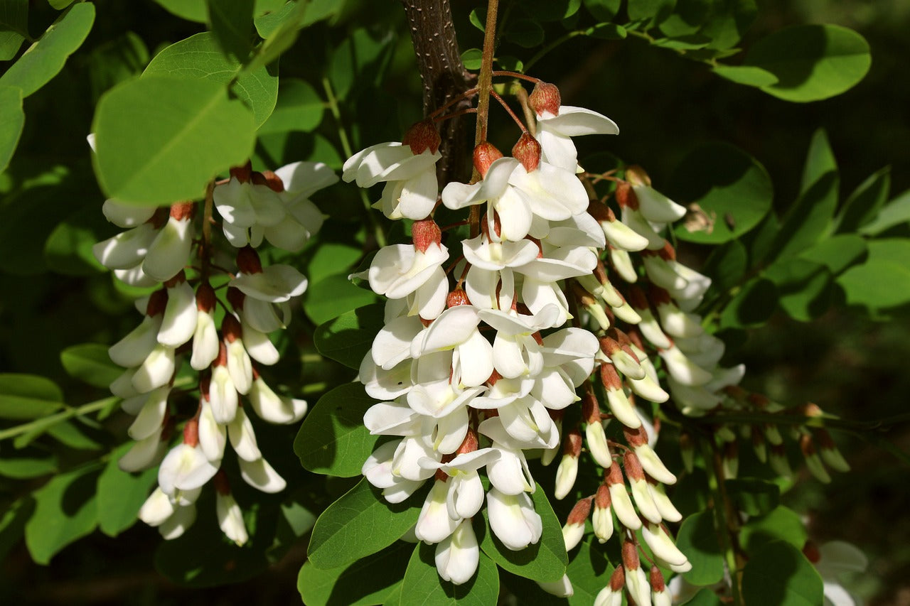 Close-up of weiß acacia blume clusters