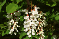 Close-up of weiß acacia blume clusters