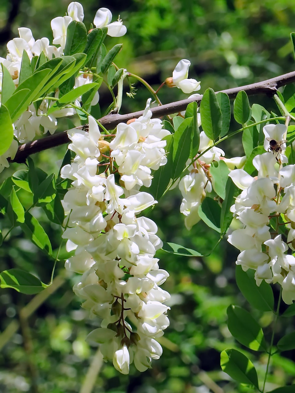 Acacia weiß blumen in garten landscape