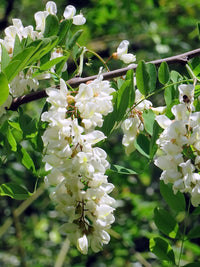 Acacia weiß blumen in garten landscape