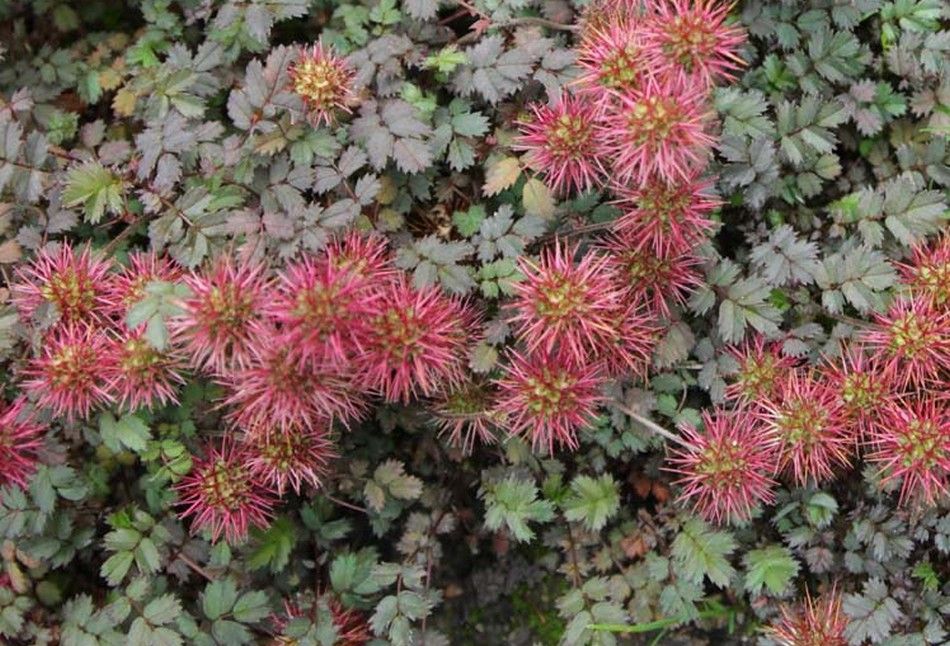 Traditionssorte Acaena Microphylla Blumensamen zur Aussaat Garten beliebt Traditionssorte & ohne Gentechnik Samen Hausgarten