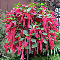 Non gmo acalypha pflanze samen for anpflanzung
