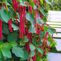 Acalypha pflanze samen for home gardening

