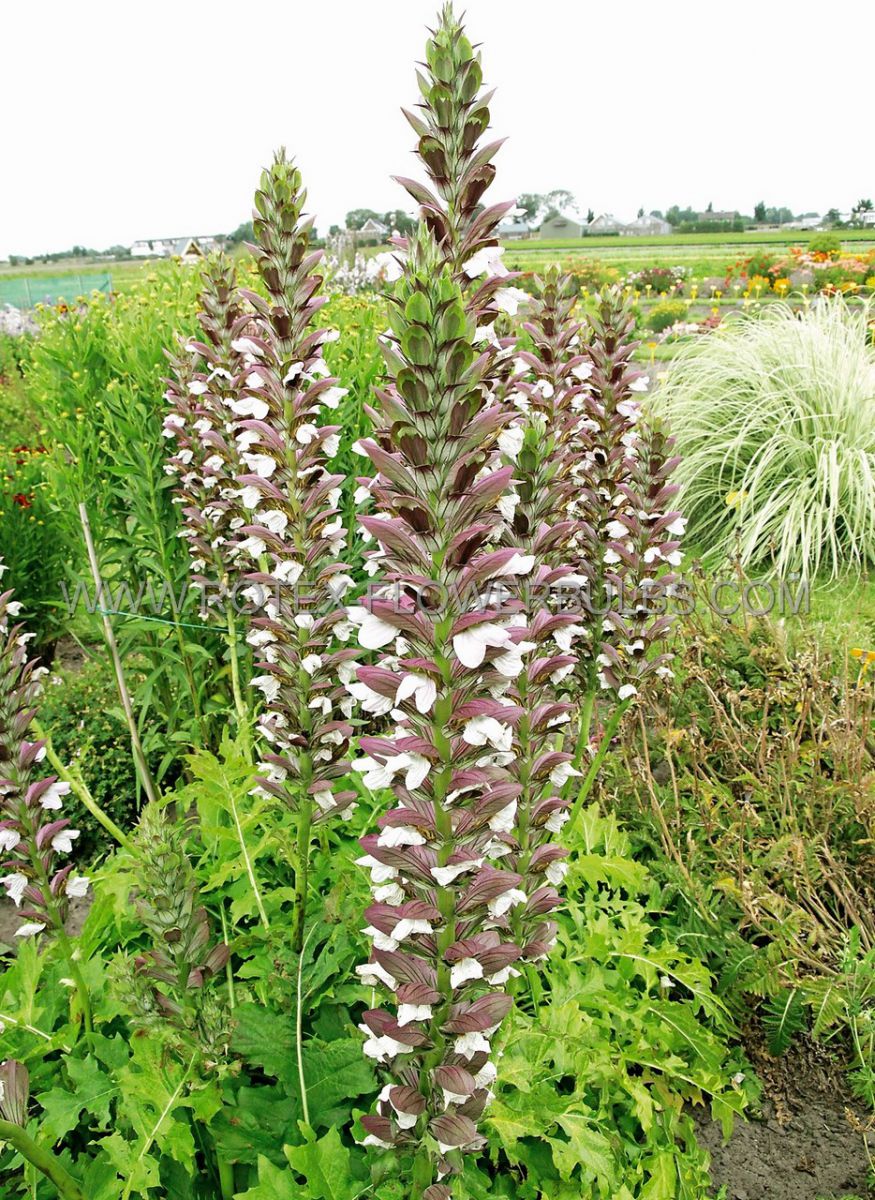 Lila Weiß Acanthus Blumensamen zur Aussaat ideal Rabatten Traditionssorte & ohne Gentechnik Samen Hausgarten