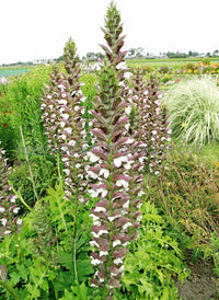 Lila Weiß Acanthus Blumensamen zur Aussaat ideal Rabatten Traditionssorte & ohne Gentechnik Samen Hausgarten