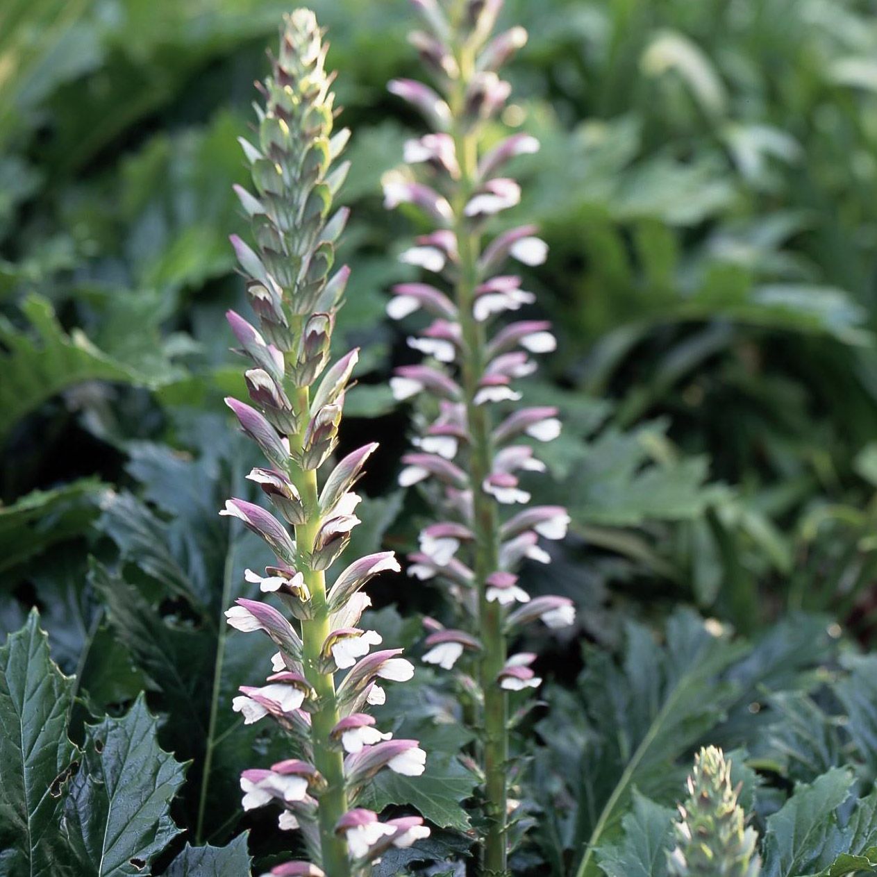 Spiny Acanthus Blumen Samen