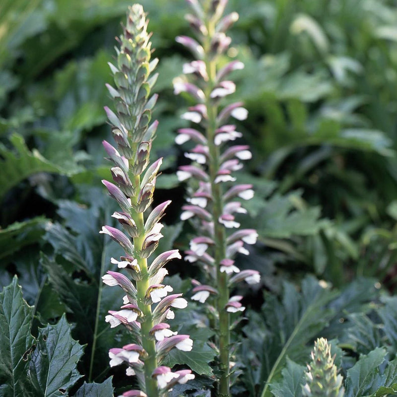 Spiny Acanthus Blumen Samen
