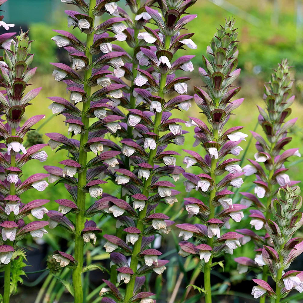 Bear’s breeches pflanzen enhancing garten landscapes