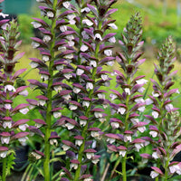 Bear’s breeches pflanzen enhancing garten landscapes