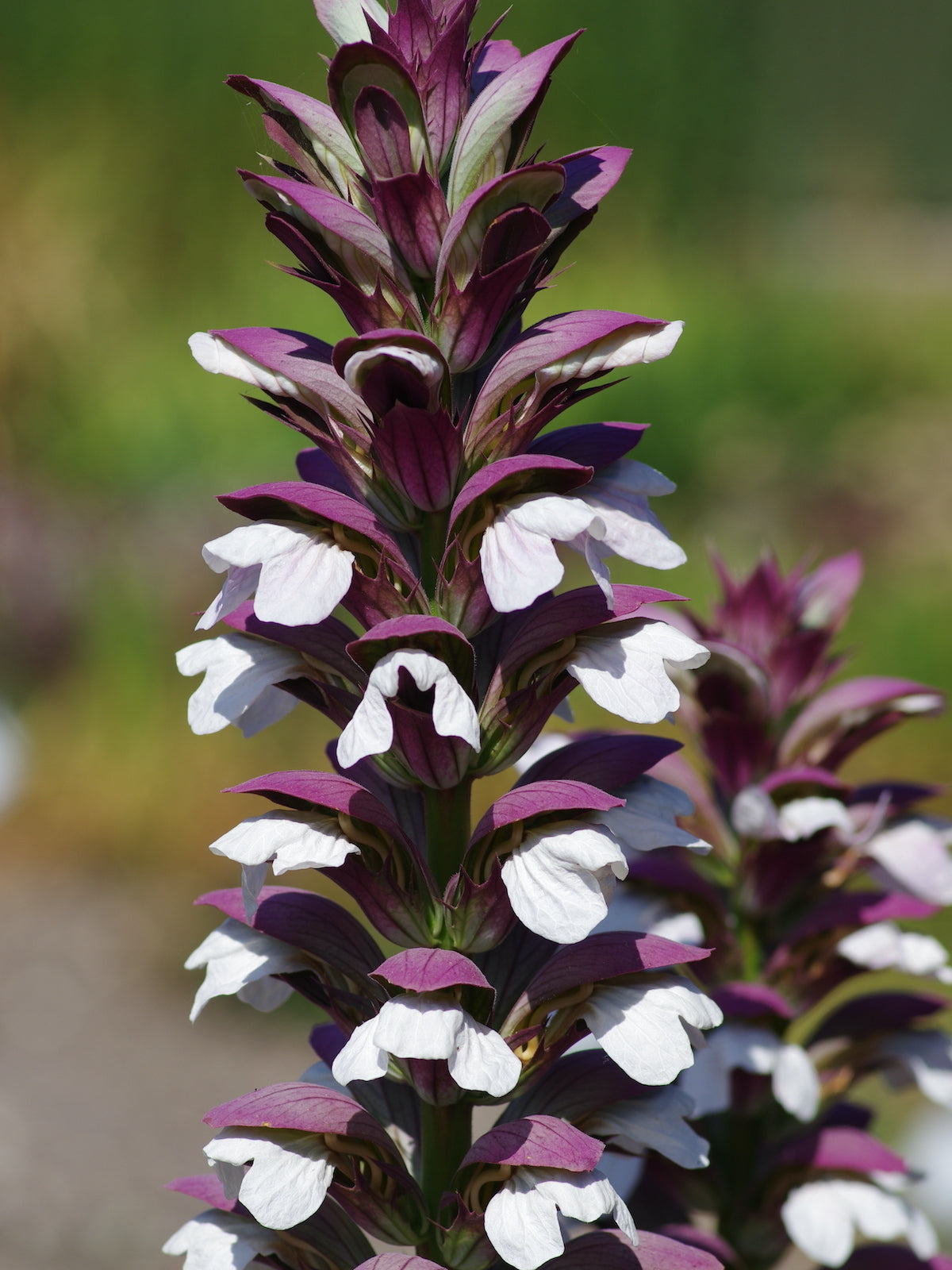 Acanthus Mollis Blumensamen zur Aussaat Bestäuber freundlich Traditionssorte & ohne Gentechnik Samen Hausgarten