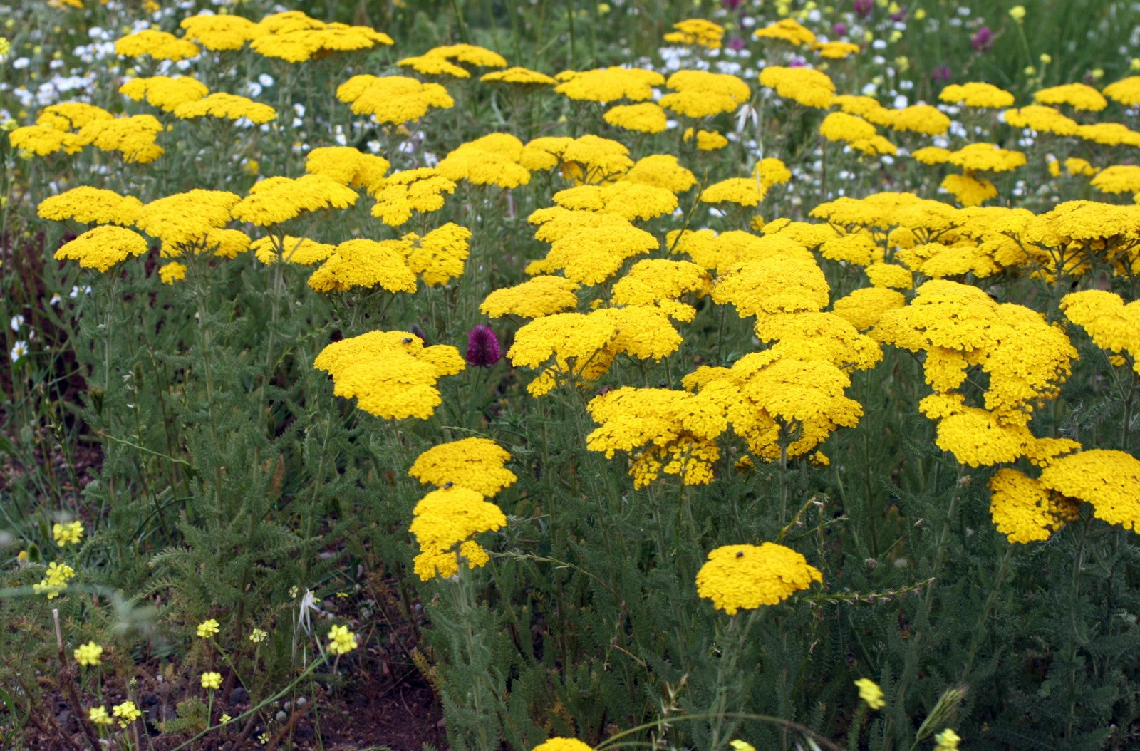 Achillea colorful blooms samen – grow vibrant yarrow blumen