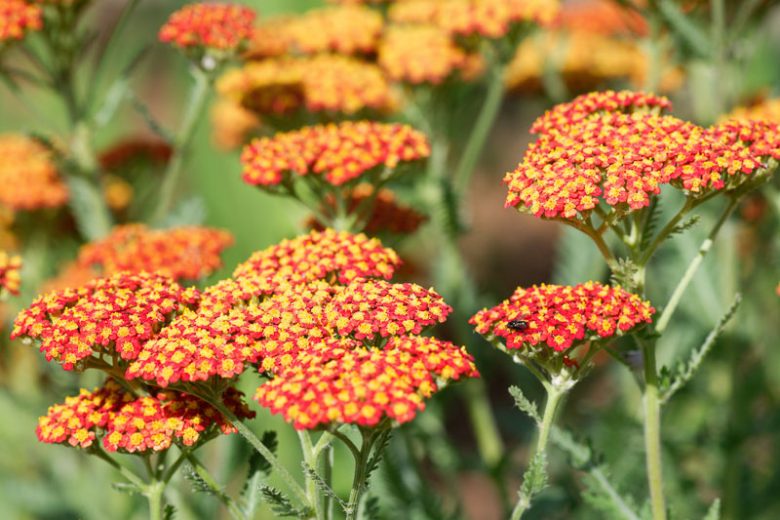 Gelb Yarrow Blumensamen zur Aussaat – saisonal Dauerblüher – Traditionssorte & ohne Gentechnik Samen Hausgarten