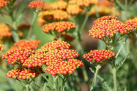 Gelb Yarrow Blumensamen zur Aussaat – saisonal Dauerblüher – Traditionssorte & ohne Gentechnik Samen Hausgarten