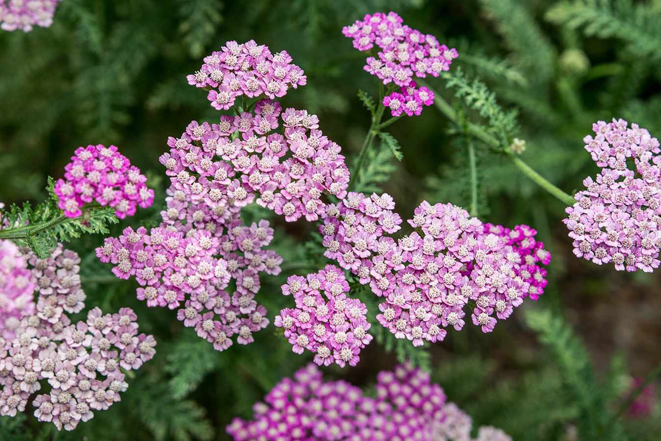 Gemischt Achillea Millefolium Blume Samen zur Aussaat leuchtend Gärten