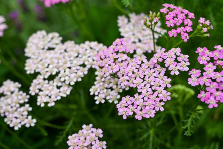 Rosa Yarrow Blumensamen zur Aussaat Bestäuber freundlich Traditionssorte & ohne Gentechnik Samen Hausgarten