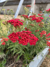 Rot Achillea Blumensamen zur Aussaat – farbenfroh Schau – Traditionssorte & ohne Gentechnik Samen Hausgarten