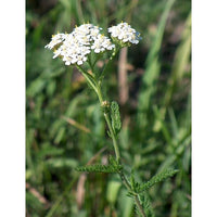 Achillea Millefolium Blumensamen zur Aussaat farbenfroh Schau Traditionssorte & ohne Gentechnik Samen Hausgarten
