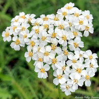 Achillea millefolium Pflanze with white Blume clusters