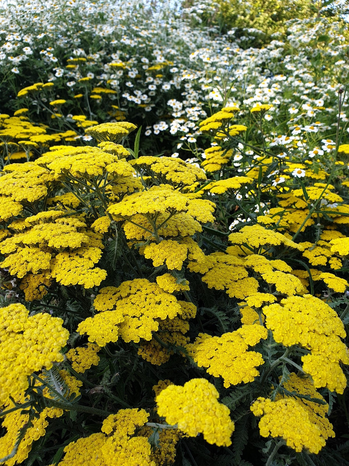 Achillea seedlings wachsend in sunlight