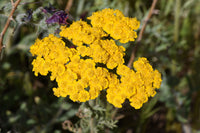 Achillea samen for anpflanzung – non-gmo yarrow blume samen